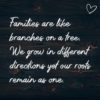 Familie Sprueche Families Are Like Branches On A Tree